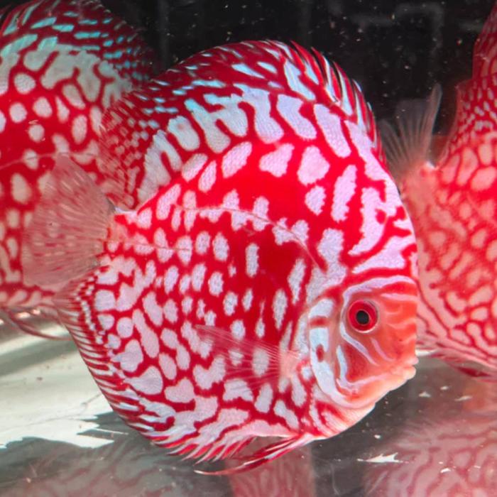 RED PIGEON Discus